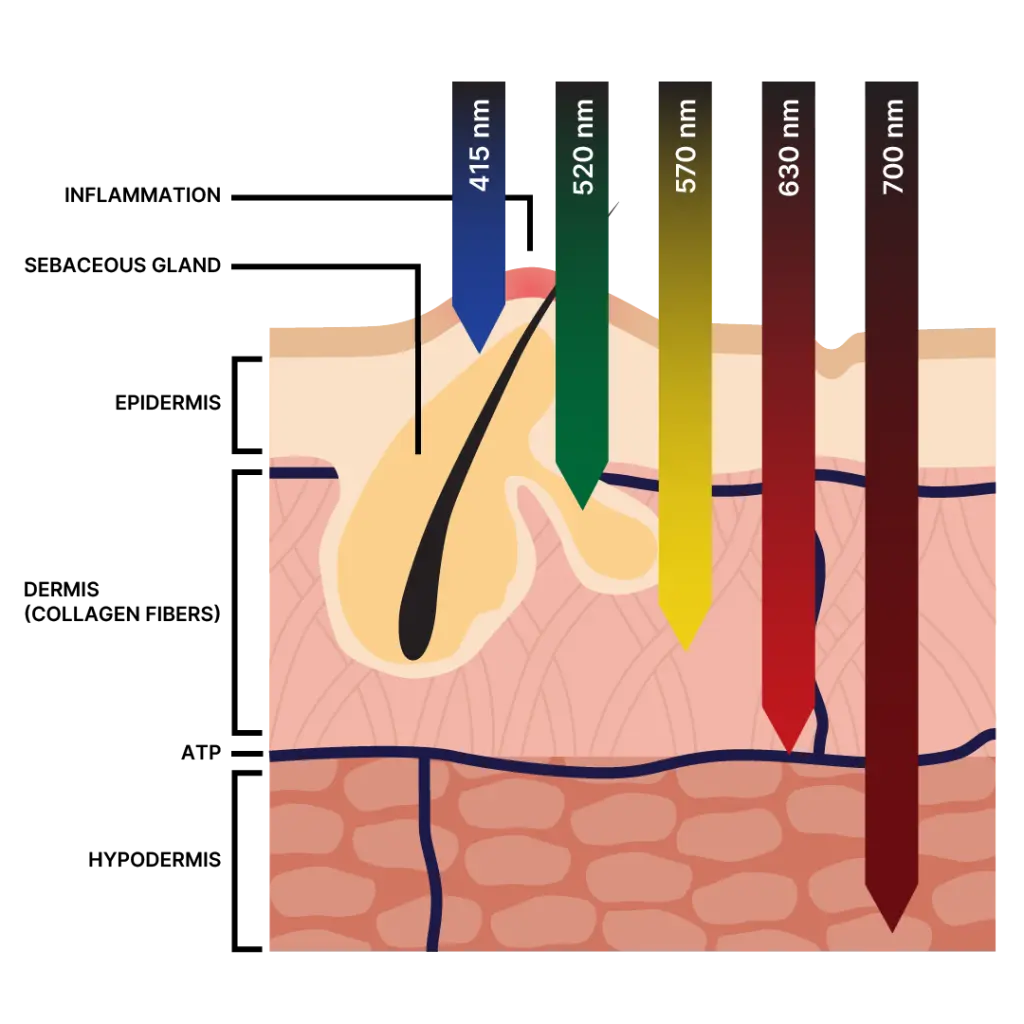 an animated pictured of the anatomy of the skin